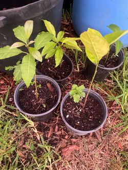Mango/avocado/jackfruit plants $15 each