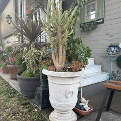 Maceton Con Cactus Y Succulents 80 Dollars 