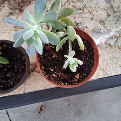 Ghost Plant Succulents