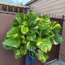 10” hawaiian pothos 