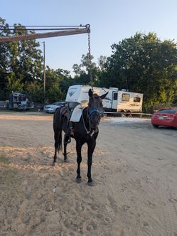 vendo este caballito