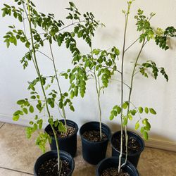 Moringas  Malungay 25 Each 