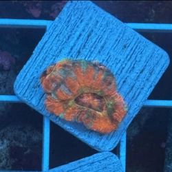 Orange Tiger Acan Display Decor