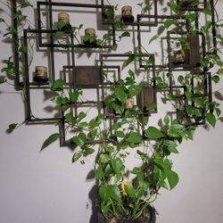 My Custom Plant 5x4 Ft