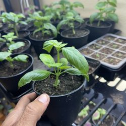 Brand New Basil Sprouts