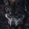 Lonewolf