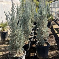 Wichita junipers 15 gal