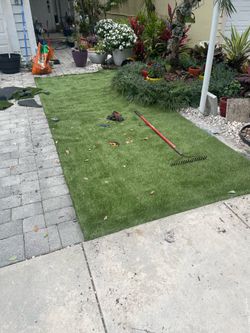 Turf Grass