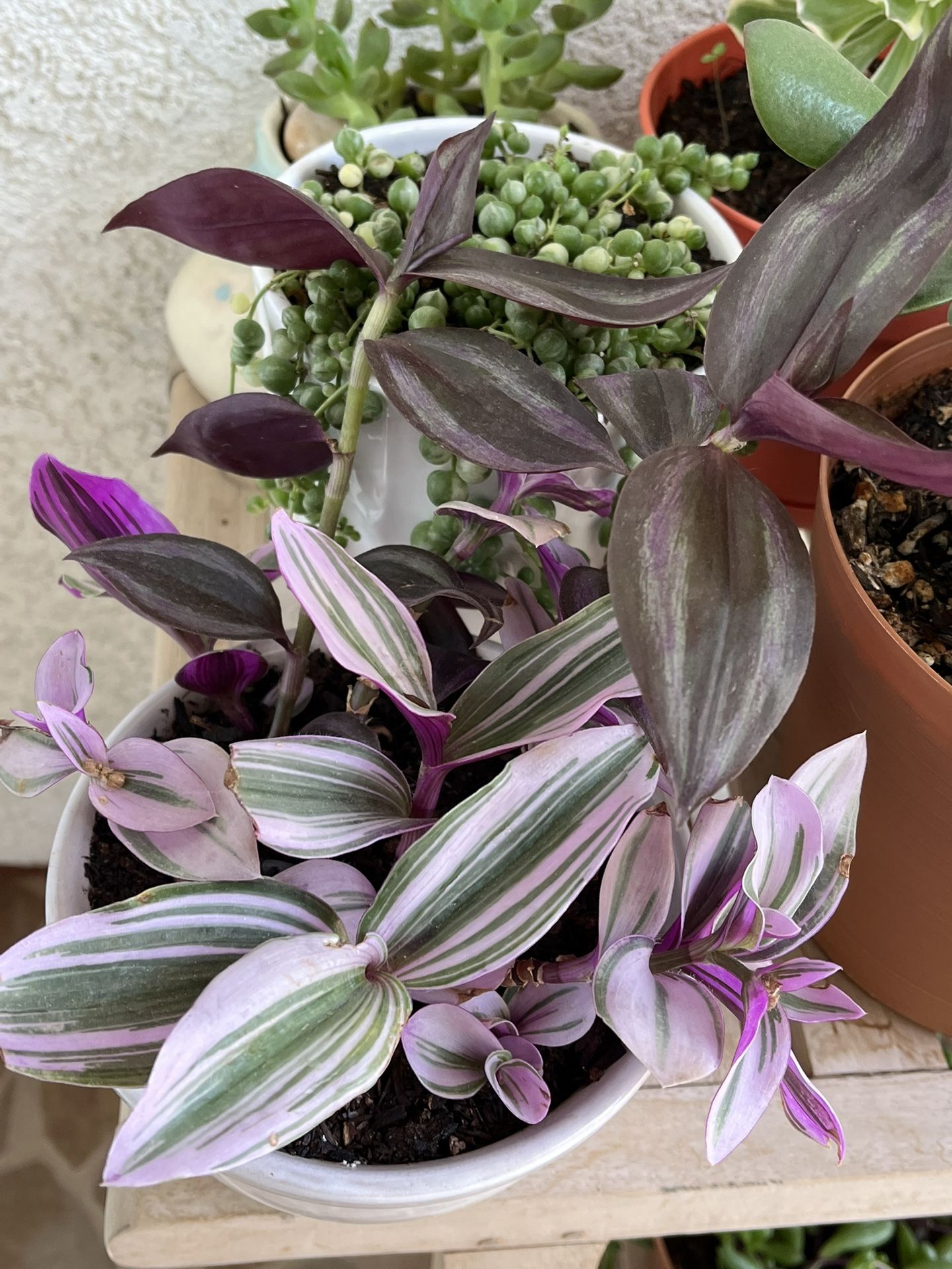 Tradescantia Manouk plant