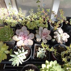 Succulents Sale