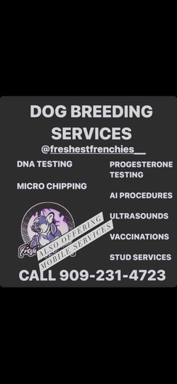 Progesterone testing pg test ultrasound Tci ai reverse deworming victors hi pro plus kennels crates puppies liquid gold dyne pets dogs