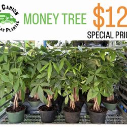 HOME PLANTS- SPECIAL PRICE MONEY TREE