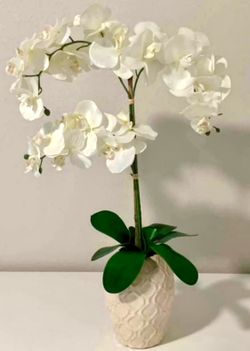 DECORATIVE ORCHID PLANT