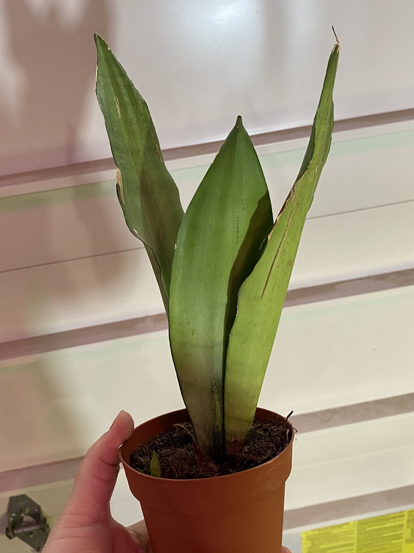 Sansevieria Moonshine Plant