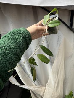 Hoya Cutis Porcelana - 3.5” Pot - Rooted In Pon