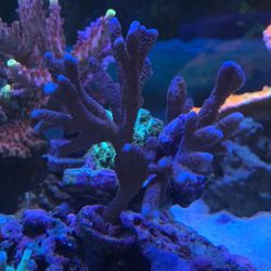 Purple Digi