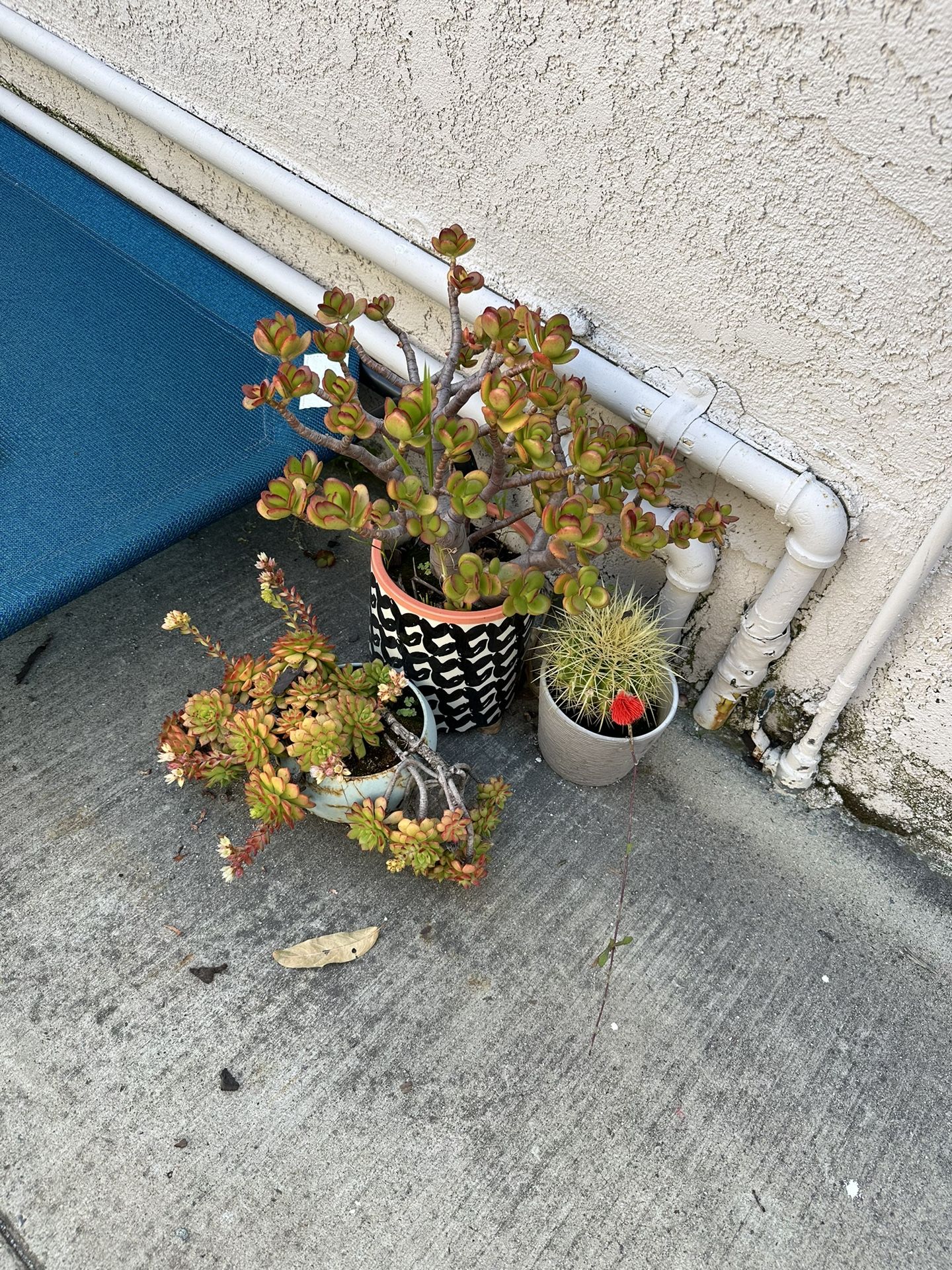 Potted plants - jade, succulent, cactus