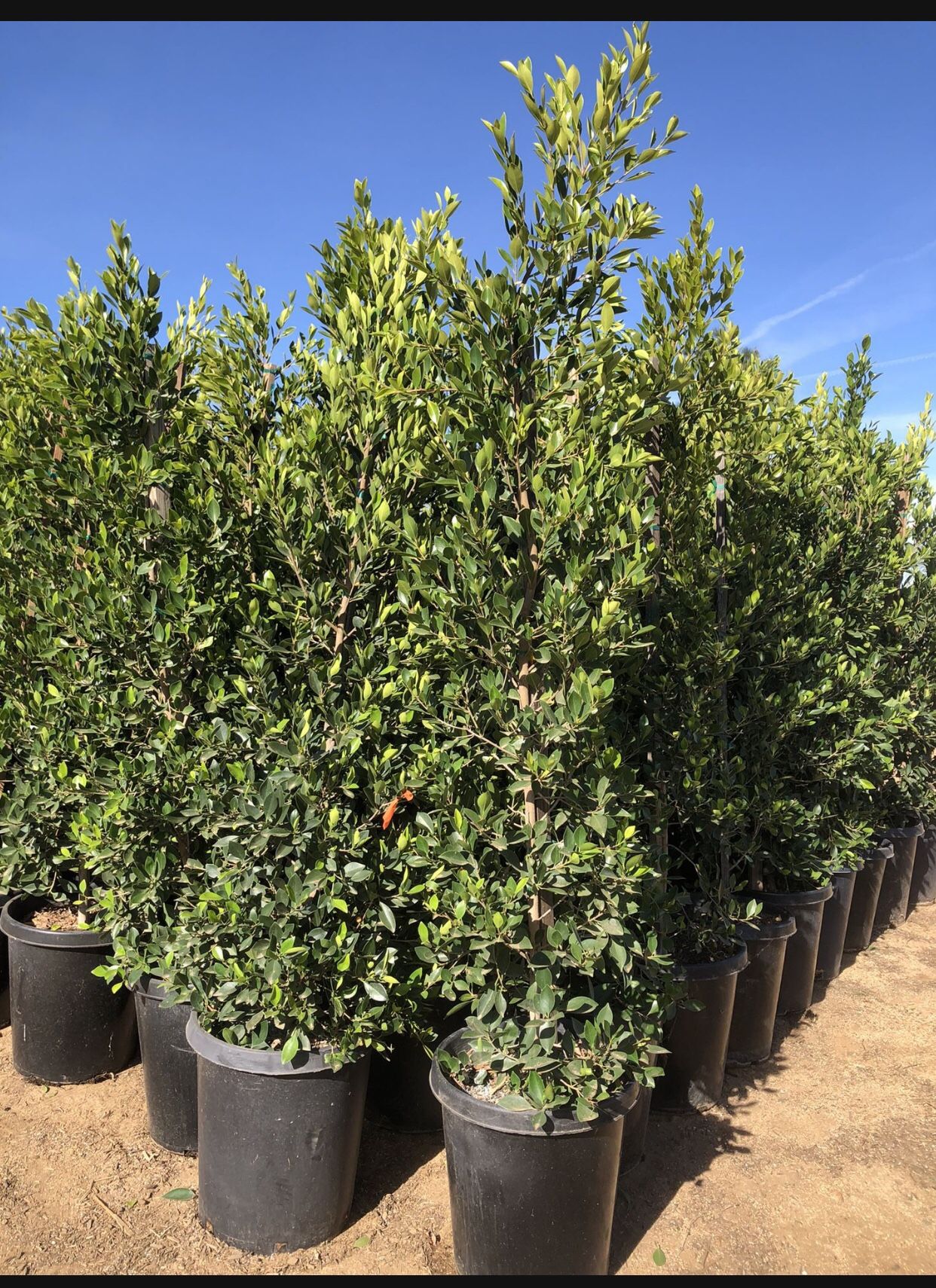 Ficus Nitida , Indian Laurel Ficus Tree, Hollywood Hedge And Privacy 15gal Size