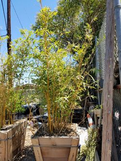 Bamboo tree