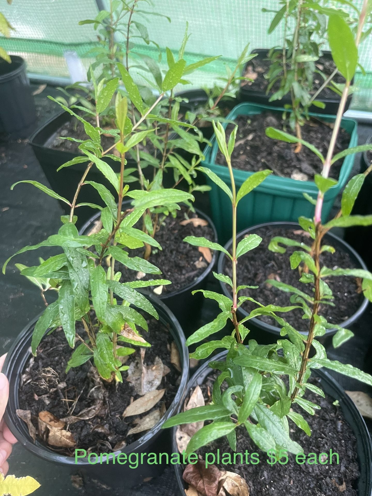 Pomegranate Plants $5 Each