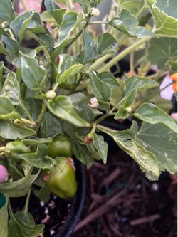 Jalapeño