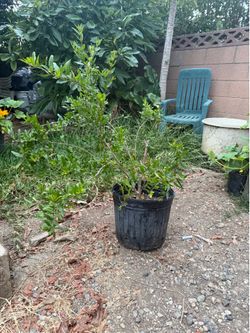 Pomegranate bushes