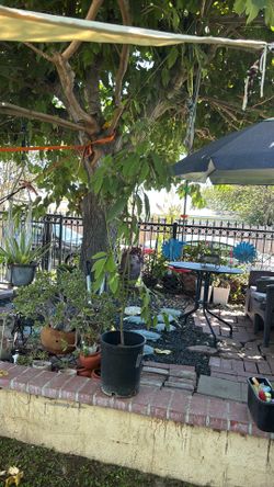 aguacate 30