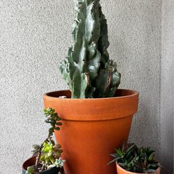 Large cacti plant with terracotta pot
