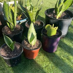 Indoor Outdoor Plants 