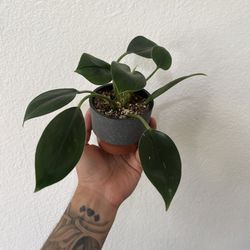 Philodendron Birken