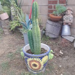 Stunning Cactus In Delicious Mexican Painted Planter