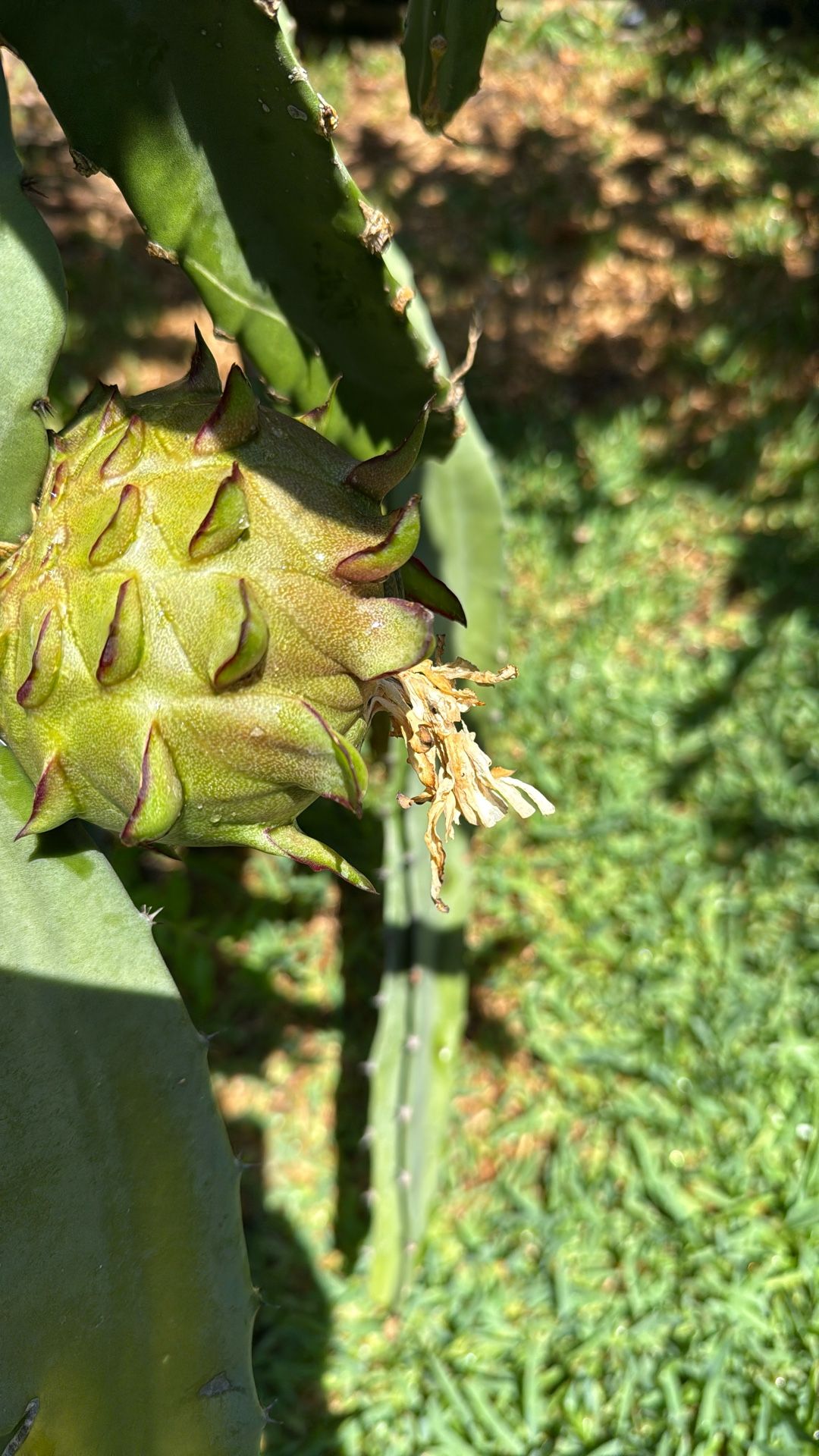 Black African Dragon Fruit