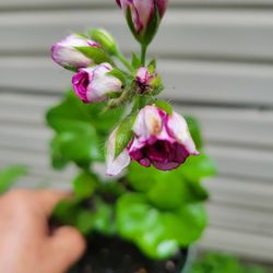 Red Burgundy Ivy Geranium 