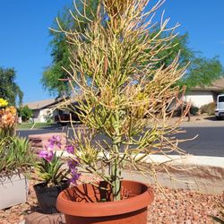 Firestick Arizona Plant