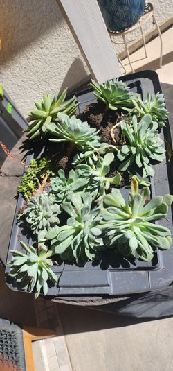 $25 for all Succulents.