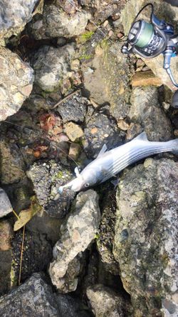 Pole And Setul For Bass Trout And Other