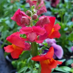 Organic Variagated Orange Snapdragon Flower Seeds And Plants! Perennial Vareity! 2026 SEASON EARLY RELEASE! 