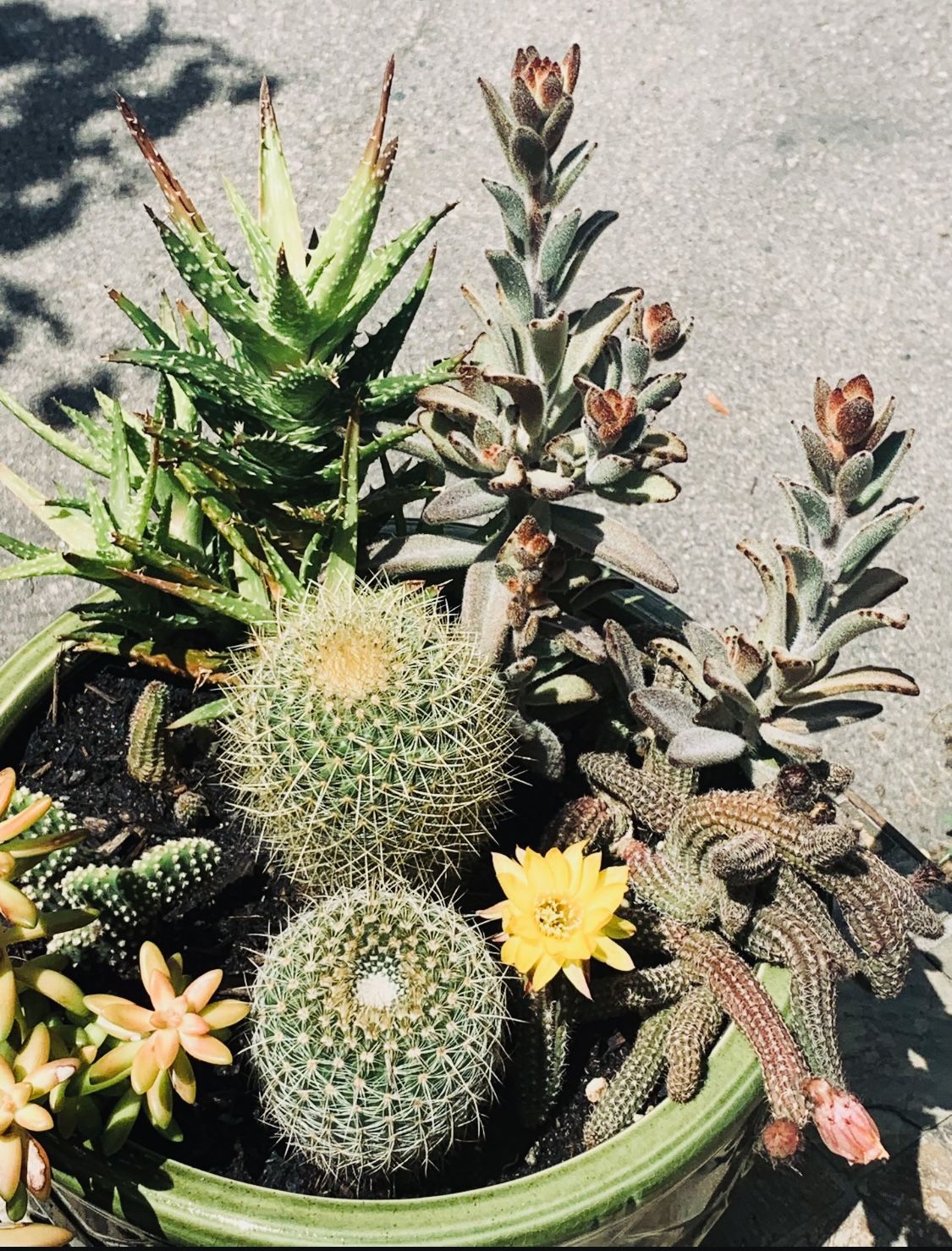 EVERBLOOMING EXTRA LARGE ORGANICALLY GROWN SUCCULENT TERRARIUM PORCELAIN CONTAINER CUSTOM MADE CONSTANTLY BLOOMS - Inside/Outside See Photos 