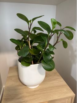 Real Live Peperomia Emerald Isle Houseplant
