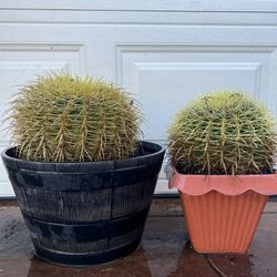 Golden Barrel Cactus