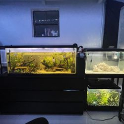 3 Fish Tanks And Filters & Fish