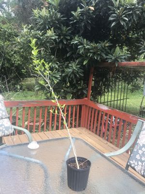 Photo Rose of Sharon pink color each $ 5 must pick up in Kennesaw off wade green road please serious buyers only