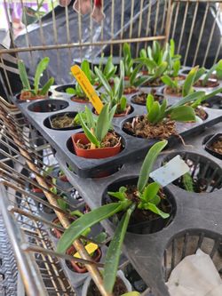 Cathaleyas....Young WHILE Supply last $5 each 18 Variety......Cubana,Venezolana,Costa rica,Philippines, and many others....