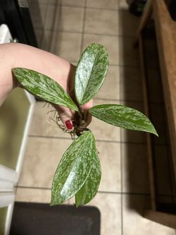 Hoya Pubicalyx Pink Silver Splash
