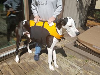 Canine Float coat, dog not included!