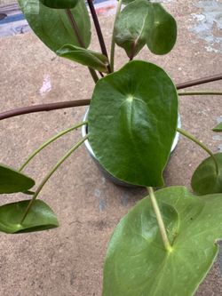 Chinese Money Plant (Pilea peperomioides)