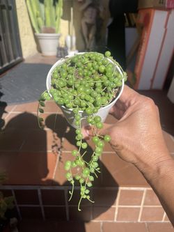 String of Pearls Succulent Plant