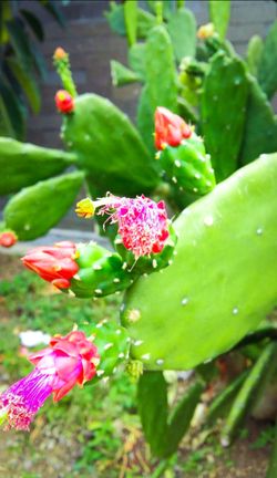 Spineless Prickly Pear Cactus - Nopales - Opuntia Ficus Indica (1-2' ft.) 🌵