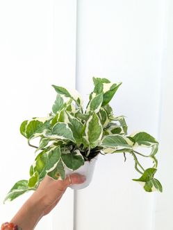 Pothos N'Joy Plant 4" Pot - Indoor House Plants