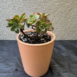 Haworths Aeonium Succulent Plant